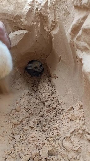 abdelkarimdjarman sur TikTok