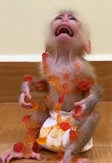 the mischievous baby snuck into the candy while parents are gone. Made a mess and had to wait all alone until mom came home to give a bath. You must behave, monkey #poormonkey #babymonkey🐒❤️ #monkeylife #monpaipity #monkeybabycute