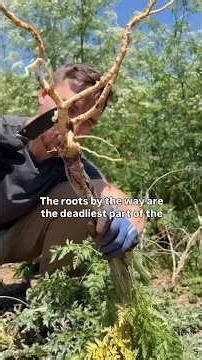 The deadly plant that took over America