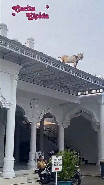 Emergency!!! There’s a goat stuck on the mosque roof #vlog #EidAlAdha #entertainment #story #shorts