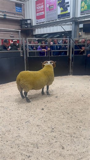 8.5K views · 48 reactions | Hexham mart £5200 Sewingshields to Harsondale | Blackface Sheep Ram Sales | Facebook