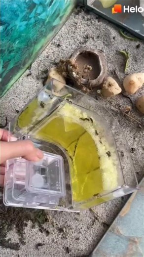 VILMEI: GAGA IS NERVOUS GUARDING HER HOUSE BECAUSE THE QUEEN ANT IS LAYING EGGS