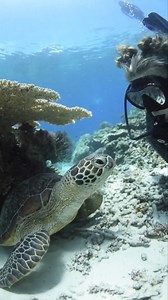 Sweetest little turtle having a shell scratch 😍 📷 Shannon Myers https://www.facebook.com/Divedownunderaustralia/ | Diving Specials Shop