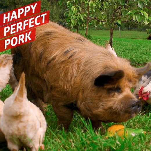 The happier the pig, the better the pork | Eater