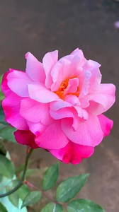 202K views · 3K reactions | Pink Rose in Garden#pinkroses #roselover #flowers | Maloti Vlog | Facebook