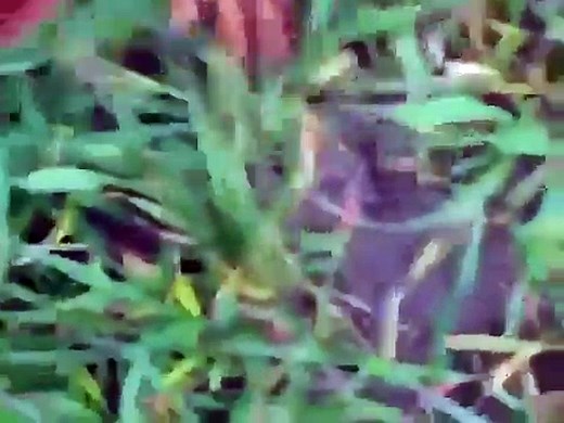 Watch Animals Having Sex Breeding : Reproducing Dogs Mating 2013