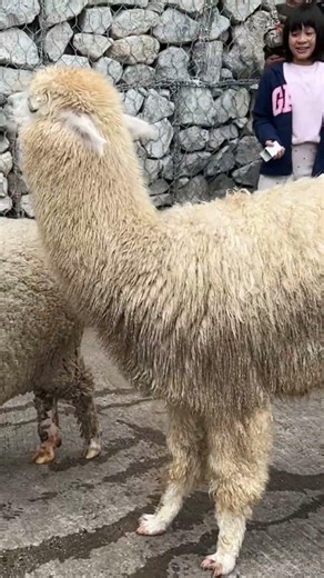 The Sheep Sanctuary, Cameron Highlands