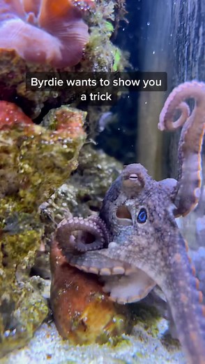 110K views · 9.4K reactions | She’s constantly learning new dance moves - #thereefdoc #byrdietheocto #octopus | The Reef Doc | Facebook