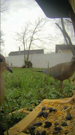 This camera caught something incredible about how birds land #birdwatching