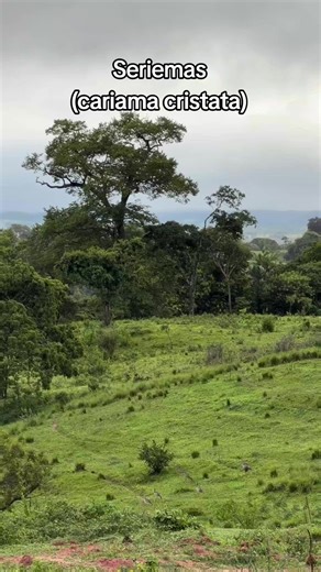 Discovering the Seriema Bird: An Overview of Cariama cristata