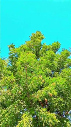 Peaceful Green Leaves & Blue Sky | 4K Cinematic Nature Relaxation | 10 Minutes Calm