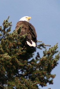 Bald Eagle Pair Nesting Again