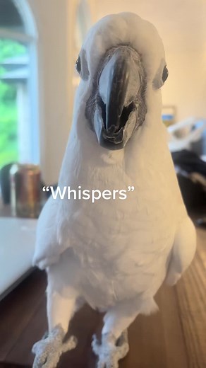 Albino Macaw, Cockatoo, and African Grey Parrot: Exotic Birds on TikTok