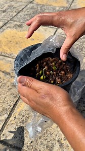 How to propagate Loquat trees from seeds🪴100% succeed🤗 #seeds #seedlings #loquat #LoquatTree #growyourownfood | Succulent lovers club
