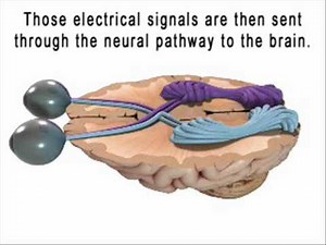 Educational Video on The Vision System - Diopsys