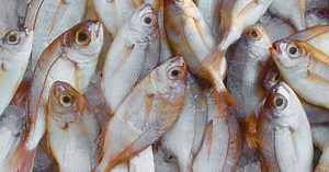 Il y a 80 % de poissons en moins qu'en 1950... pour deux fois plus de bateaux de pêche