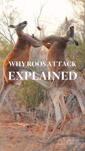 13K views · 287 reactions | Why roos attack and what you can do to prevent it! **Please always remember to treat animals with respect, keep your distance and look out for signs that you need to leave. Click here for the full video explainer: https://youtu.be/GwqeWCkCrOQ (Reels can only be 90seconds )** #ausgeo #explainer #rooattack #kangaroos #respectanimals #ausgeoexplainer | Australian Geographic | Facebook