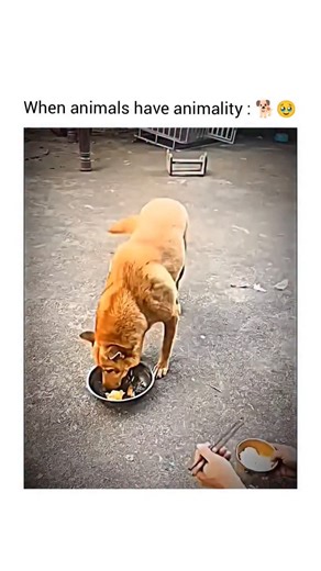 EMOTIONS | FEELINGS | HUMANITY on Instagram: "When animals show animality, they are simply responding to nature’s call—acting on instinct for survival, protection, or balance within their environment. There is no intention to be cruel, no emotion of hatred or revenge, only a natural response shaped by evolution. An animal hunts because it must eat, defends because it must live, and stops once its need is fulfilled. This pure, uncomplicated behavior reflects the honesty of nature, where actions a