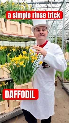 #Daffodils Can Kill Other Flowers… Here’s the Fix 🌼