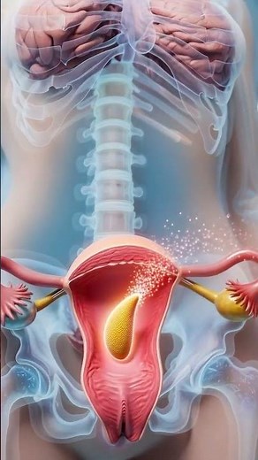 Ovulation to Period | Female Cycle Explained #Ovulation #Menstruation #PeriodCycle #reproduction
