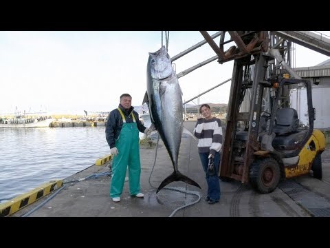 🎣🔥【衝撃！初競り5億円マグロの裏側に完全密着】巨大マグロ戦争2026で繰り広げられる漁師たちの激闘と市場の舞台裏🐟💥