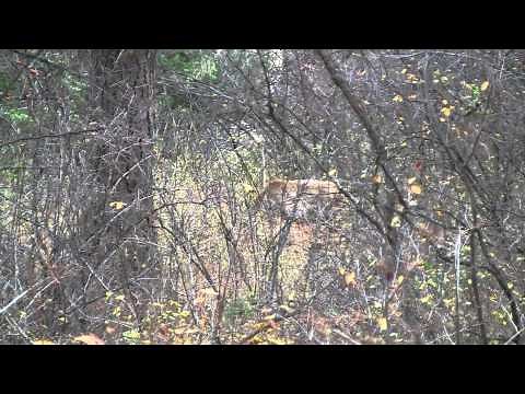 Elk shot with 460 Smith & Wesson pistol.