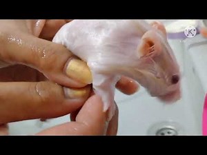 HAMSTER reactions to water//Bathing a Hamster