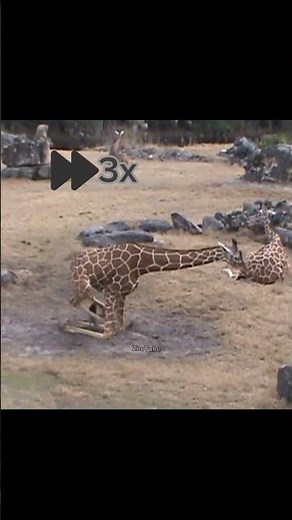 The Truth About How Giraffes Sleep