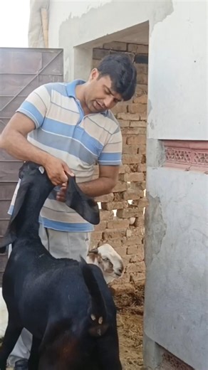 Bakriyon ki behtreen khoorak #beautifullgoats #goatfarming #bakrifarming #beetalgoat