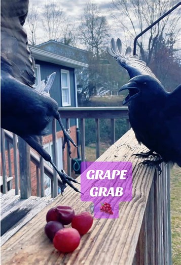 A short grape grab between meals. #food #crow #bird #fyp #wildbirds