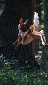 23K views · 2.5K reactions | POV: when you don’t see a single buck but still have a great morning in a tree stand watching the exuberance of youth unfold around a watering hole  | Field & Stream | Facebook