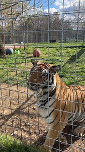 9.1K views · 1.2K reactions | ADORABLE! Kiara Tiger is in a very...