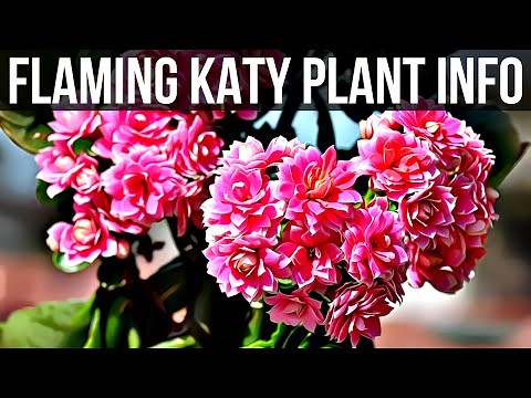 What You Should Know About Flaming Katy Plant | How To Care For Flaming Katy Plant