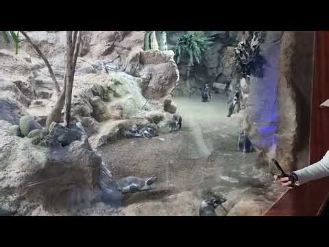 Tenerife - Loro Park penguins 2025-12-29 120922