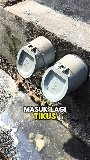 Tikus: “Masuk?” Tutup Pipa: “Nope.” #backflow #tutuppipasaluran #shorts