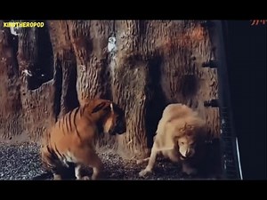 Siberian tiger versus White Lion at Beijing Zoo (Epic showdown)