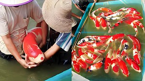 4.9K views · 406 reactions | Reasons Why You Should Keep Koi at Home!! | Dexter's World | Facebook