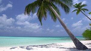 Zoom beach background video download free