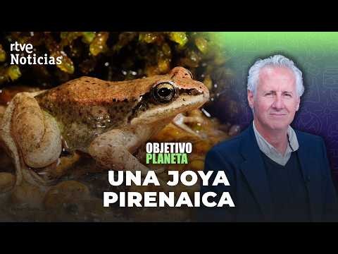 PLANET OBJECTIVE | THE PYRENEAN FROG, a jewel that REFUSES TO DISAPPEAR | RTVE News