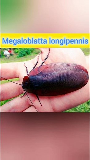 🤩amazing facts about 🙂megaloblatta longipennis😌big kokaroch 🦗in the world🗺 #amazingfacts