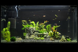 These 4 submersible aquarium pumps are quiet and effective