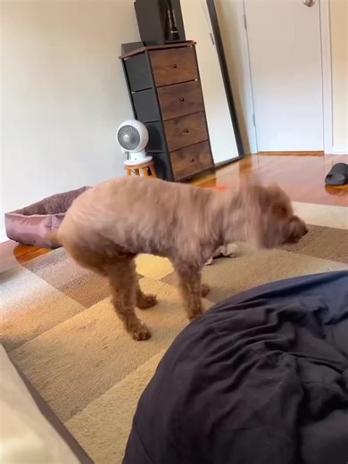 The best high jump Ted can do, and he did it perfectly. I have to capture and post it! #highjumper