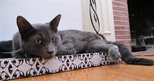 Hell's Cats - Saison 3 - Épisode 6 : La grande évasion