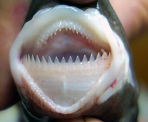 Smalltooth Cookiecutter Shark