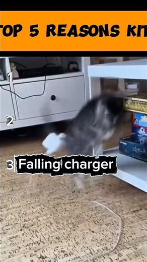 The Top 5 Reasons Your kittens Gets Spooked [Kitten Freaks Out!] #kitten #shorts