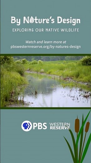 Why Wetlands Need Native Plants