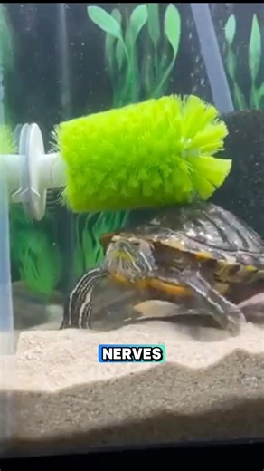50K views · 446 reactions |  Did you know turtles can actually feel through their shells? This red-eared slider isn’t just cleaning up — it’s enjoying a good back scratch! ✨瘟 #TurtleTrivia #RedEaredSlider #FunFact #AquaticTurtle | GuppyKoi | Facebook