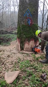 91K views · 1.3K reactions | #logger #logging #chainsaw #arborist #stihl #treework #stihlchainsaw #treelife #treecutting #loggers #husqvarna #loggerlife #treefelling #treecare #lumberjack #treesurgeon #forestry #treeremoval #treeclimber #arboristlife #arblife #treeservice #treeclimbing #arboristsofinstagram #arboriculture #treeworker #timberfaller #trees #tree #chainsaws | Logger Pro | Facebook