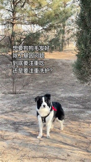 Elevate Your Shiny Border Collie: Dog Care Tips Unveiled