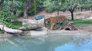 3.7K views · 319 reactions | Happy #GlobalTigerDay! We celebrated with behavioral enrichment boxes, chunk meat and Jai's favorite — fish! To learn how you can help tigers, visit the Tiger Conservation Campaign. | Phoenix Zoo | Facebook